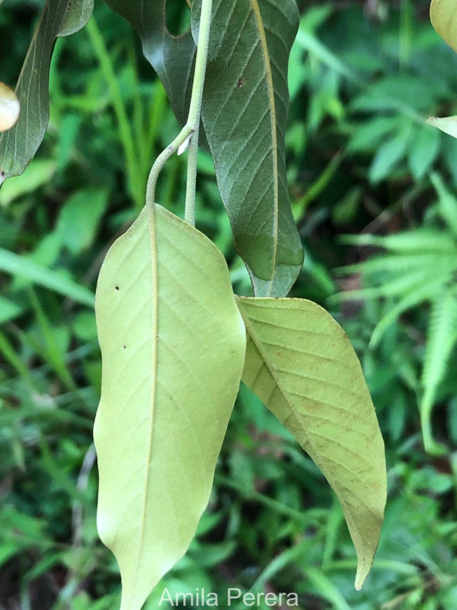 Shorea dyeri Thwaites ex Trimen